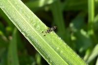 Geomyza tripunctata
