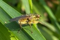 Scathophaga stercoraria