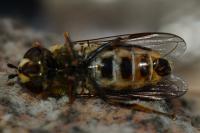 Eupeodes corollae