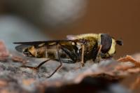 Eupeodes corollae