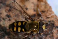 Eupeodes corollae