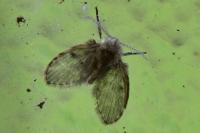 Clogmia albipunctata
