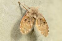 Clogmia albipunctata