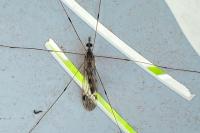 Tipula rufina
