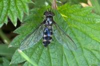 Meliscaeva auricollis