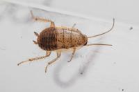 Ectobius pallidus