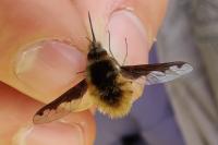 Bombylius major