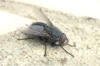 Calliphora vicina