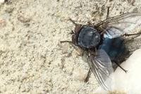 Calliphora vicina