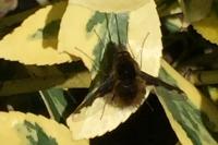 Bombylius major