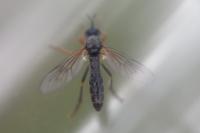 Dioctria rufipes
