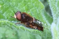 Odontomyia ornata