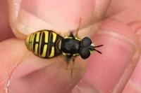 Chrysotoxum cautum