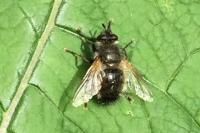 Tachina fera/magnicornis