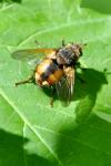 Tachina fera