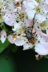 Otites porcus