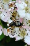 Otites porcus
