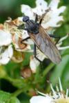Empis tessellata