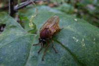Coenomyia ferruginea