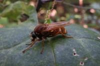 Coenomyia ferruginea
