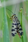 Panorpa vulgaris