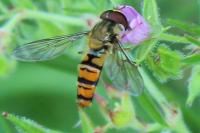 Episyrphus balteatus