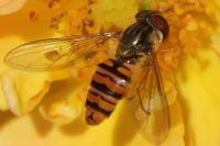 Episyrphus balteatus