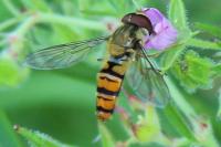 Episyrphus balteatus