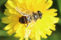 Eristalis