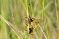 Libelloides longicornis