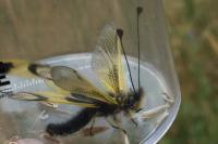 Libelloides longicornis