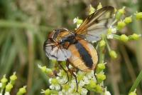 Ectophasia crassipennis