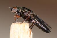 Scenopinus fenestralis