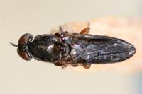 Scenopinus fenestralis