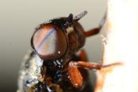 Scenopinus fenestralis