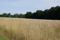 Libelloides longicornis