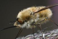 Bombylius venosus