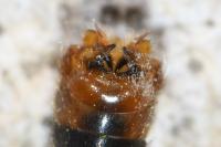 Nephrotoma quadrifaria