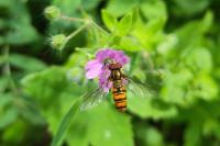 Episyrphus balteatus