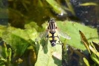 Helophilus trivittatus