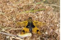 Libelloides longicornis