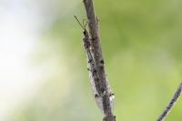 Distoleon tetragrammicus