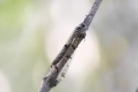 Distoleon tetragrammicus