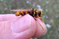 Milesia crabroniformis