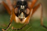 Cordilura albilabris