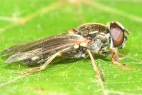 Cheilosia scutellata