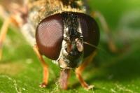 Cheilosia scutellata