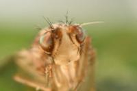 Trigonometopus frontalis