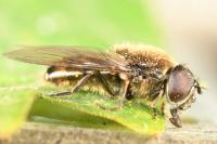Cheilosia latifrons