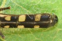 Platycheirus scutatus